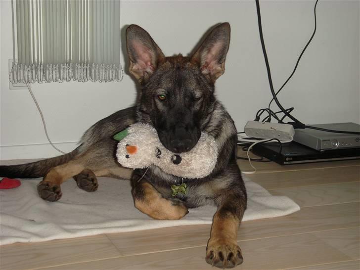 Schæferhund Nala - Nala er en lille charmør - hun blinker her med det ene øje ;) billede 16