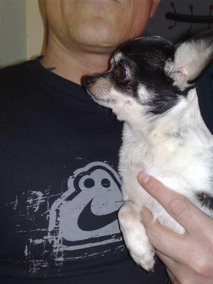 Chihuahua anton billede 3