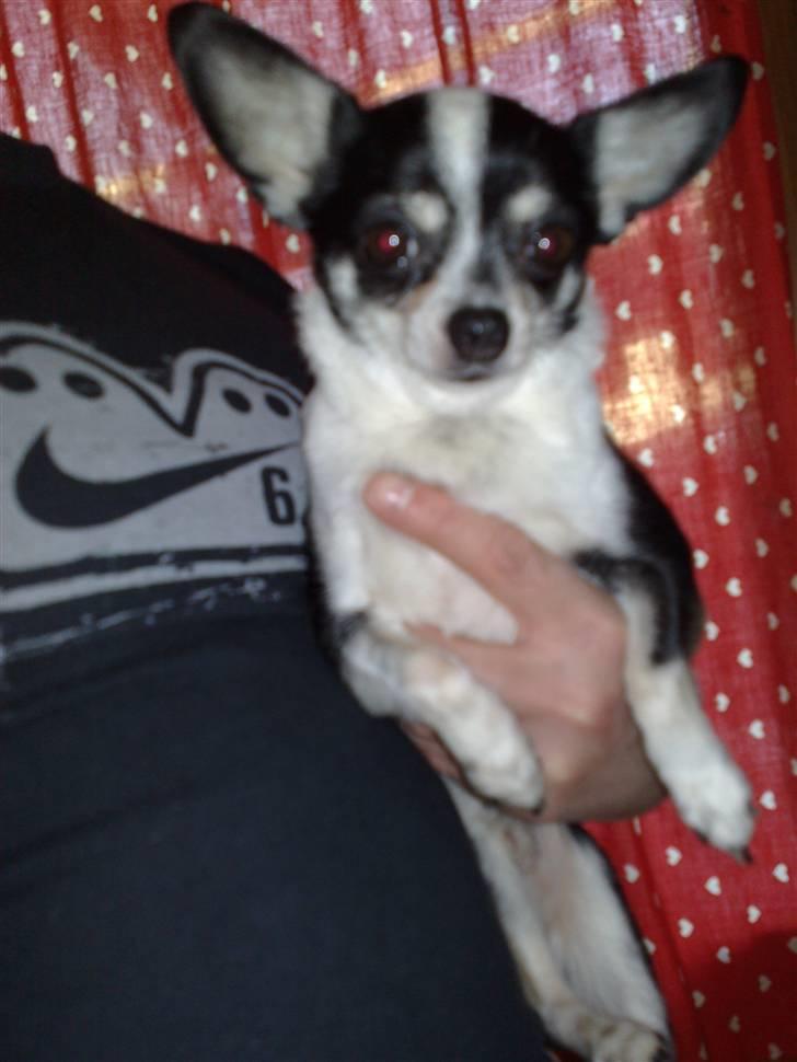 Chihuahua anton billede 5