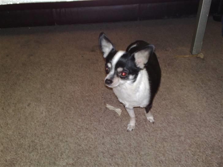 Chihuahua anton billede 6