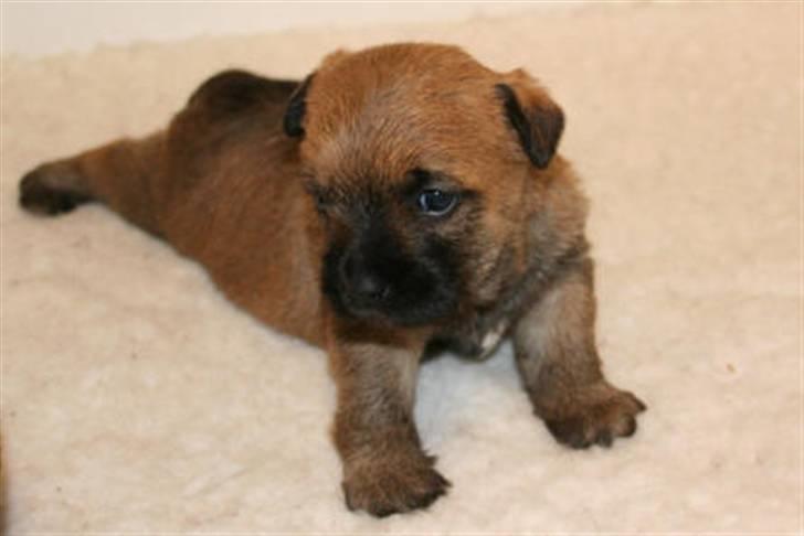 Cairn terrier Frida billede 1