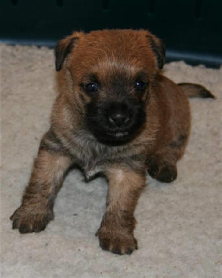 Cairn terrier Frida billede 2