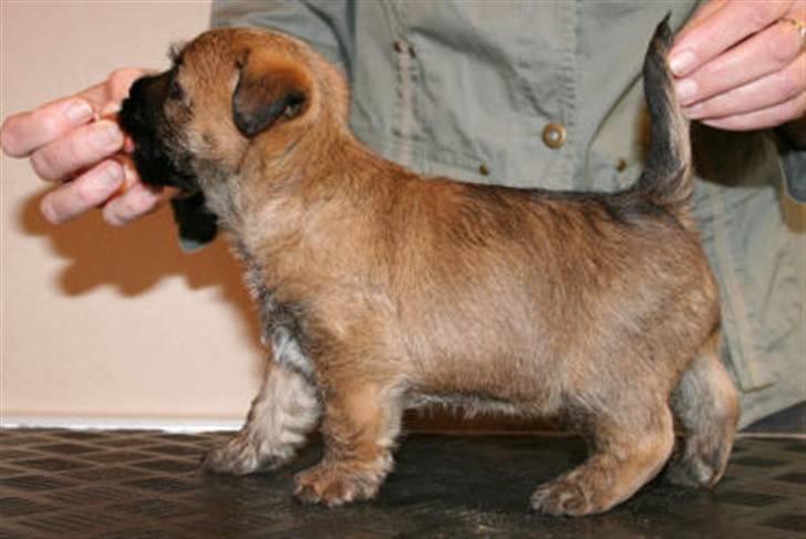 Cairn terrier Frida - se hvor fin hun kan være :D billede 3