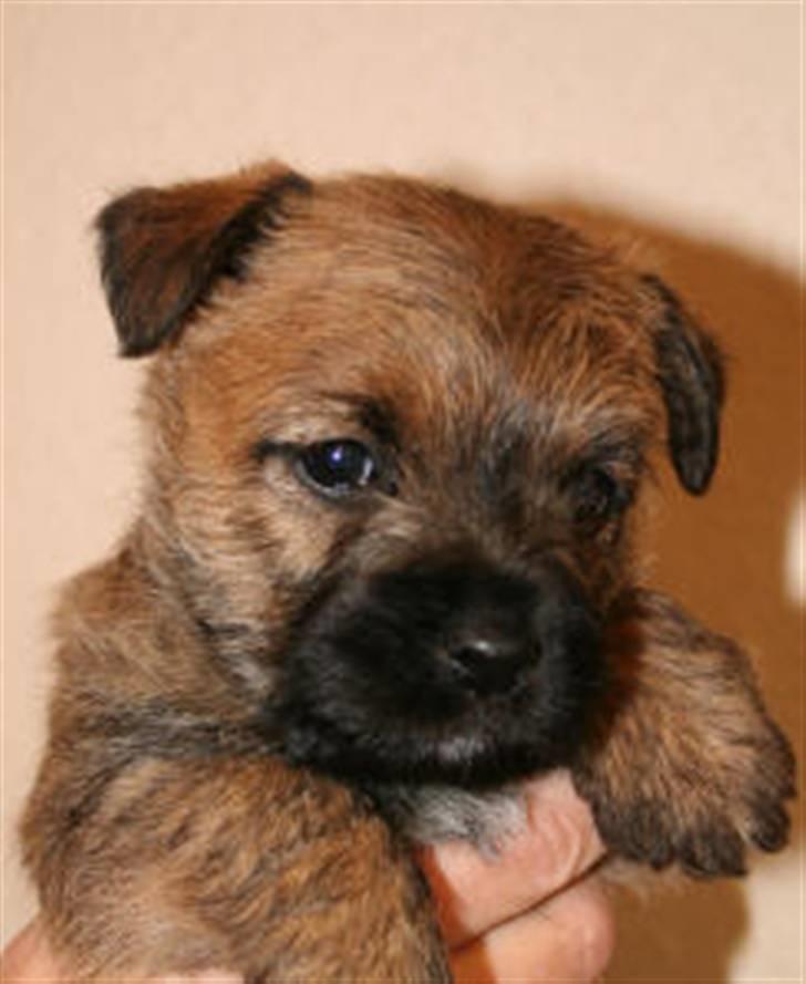 Cairn terrier Frida billede 4