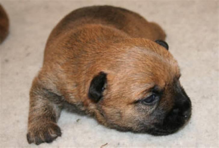 Cairn terrier Frida - uha Frida er vist træt. billede 5