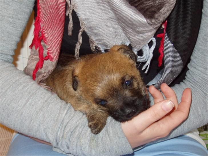 Cairn terrier Frida billede 6