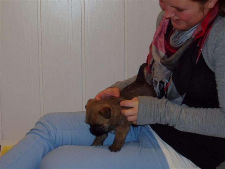 Cairn terrier Frida billede 7