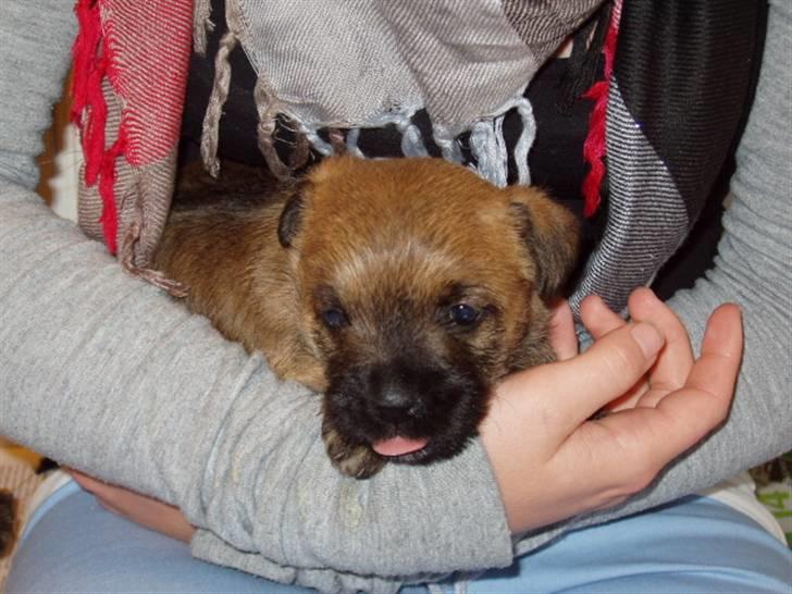 Cairn terrier Frida billede 8