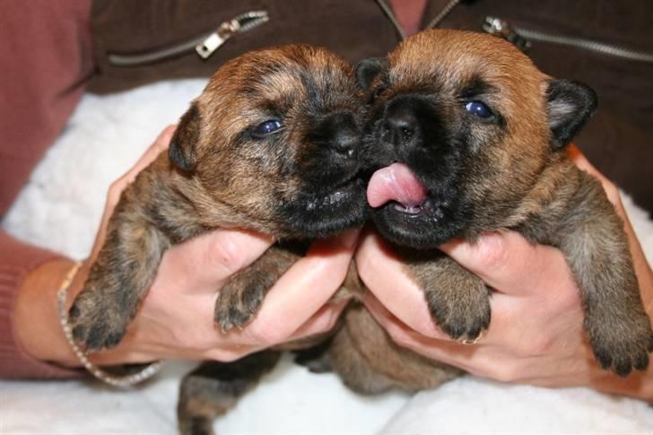 Cairn terrier Frida - Frida til højre og hendes søster til venstre billede 9