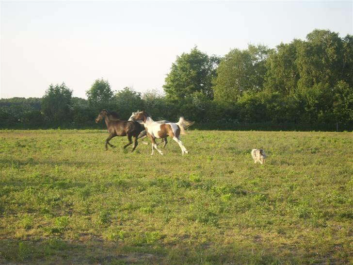 Collie langhåret Sille  billede 19