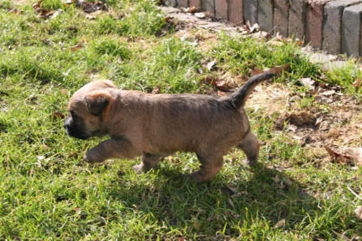 Cairn terrier Frida - Frida på tur udenfor. billede 10