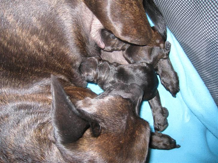 Blanding af racer Nala - Her har Nala lige fået sine første 2 hvalpe billede 2