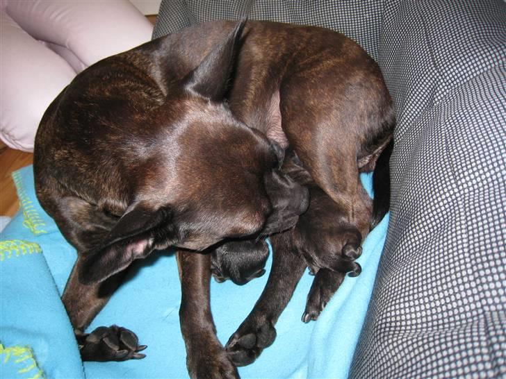 Blanding af racer Nala - Nala med hendes hvalpe billede 3