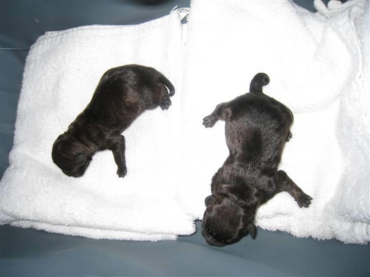 Blanding af racer Nala - hvalpe billede 4