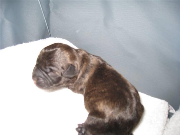 Blanding af racer Nala - er den ikke bare sød billede 5