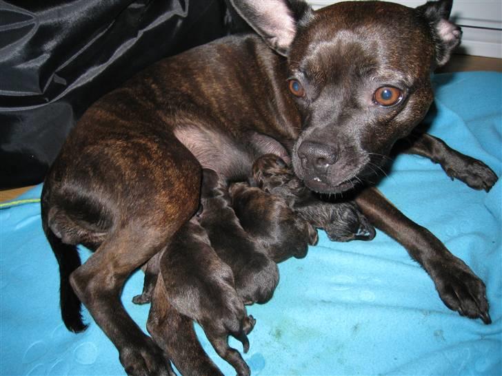 Blanding af racer Nala - En stolt mor og med god grund, 4 nuttede hvalpe kun en time gamle, 2 af hver:0) billede 6