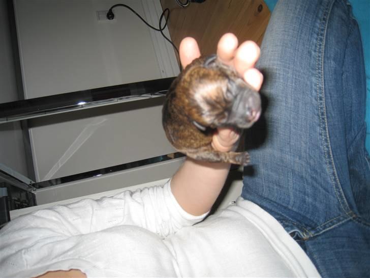 Blanding af racer Nala - lille mus billede 7