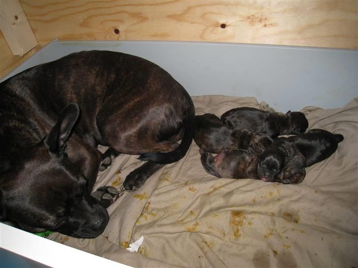 Blanding af racer Nala - Næste morgen, hold da op her skal vist skiftes tæppe:0) billede 8