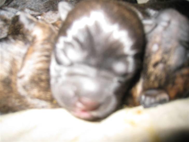 Blanding af racer Nala - hvalpe billede 9