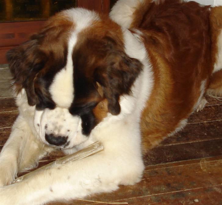 Sankt bernhardshund Sigi R.I.P billede 2