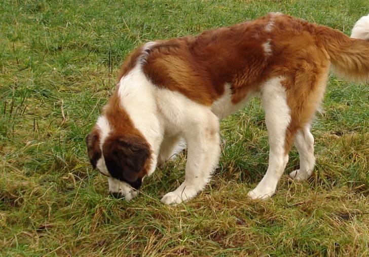 Sankt bernhardshund Sigi R.I.P billede 3