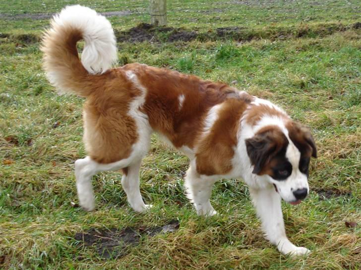 Sankt bernhardshund Sigi R.I.P billede 4