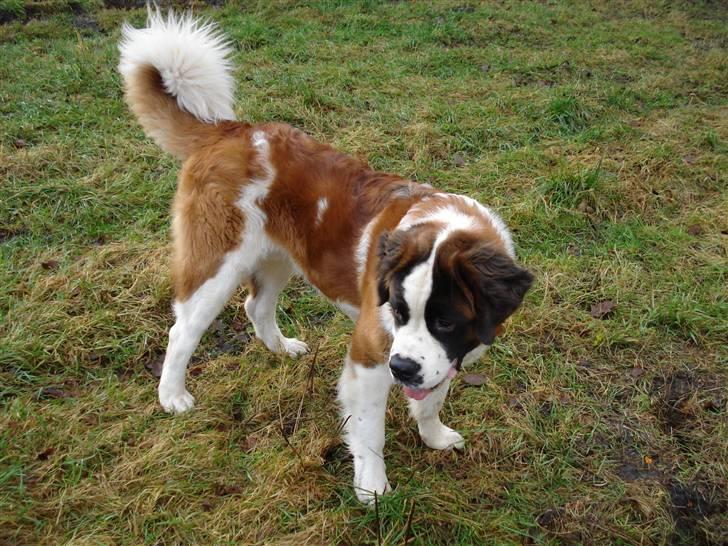 Sankt bernhardshund Sigi R.I.P billede 5