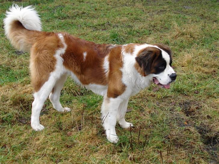 Sankt bernhardshund Sigi R.I.P billede 6