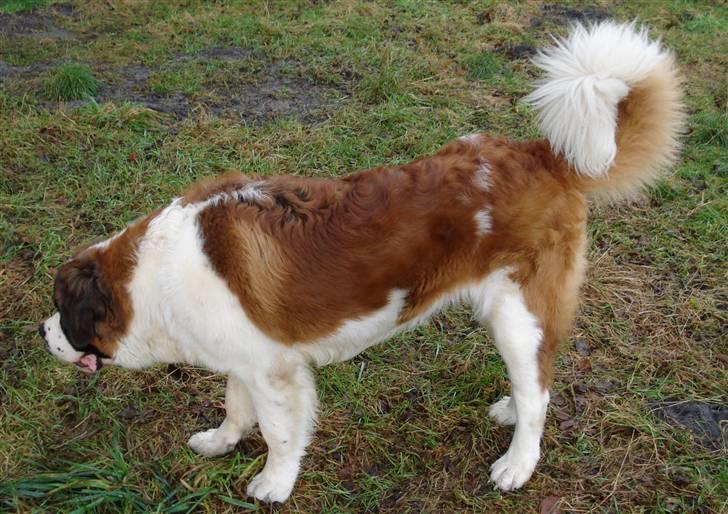 Sankt bernhardshund Sigi R.I.P billede 7