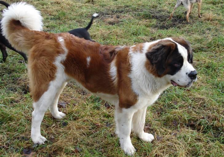 Sankt bernhardshund Sigi R.I.P billede 8