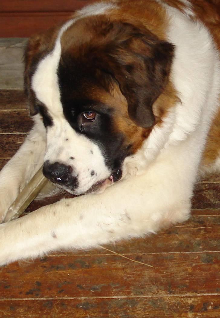 Sankt bernhardshund Sigi R.I.P billede 9