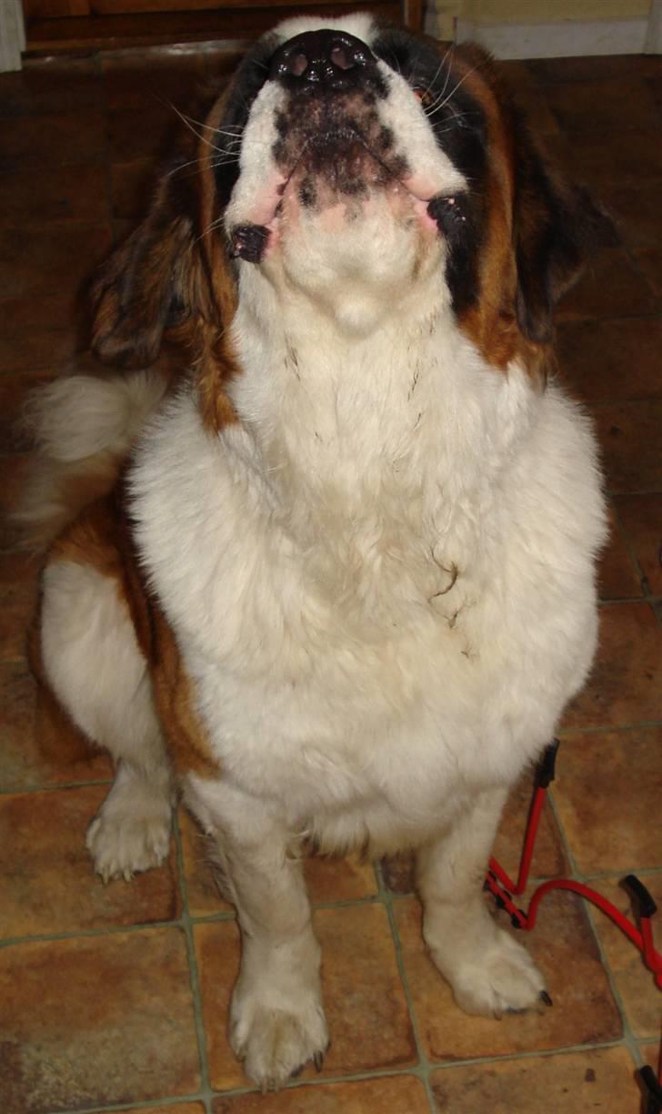 Sankt bernhardshund Sigi R.I.P billede 10