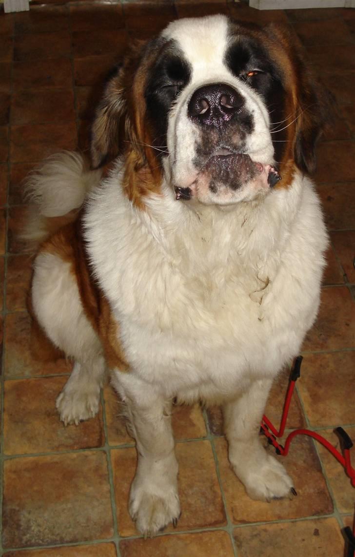 Sankt bernhardshund Sigi R.I.P billede 11