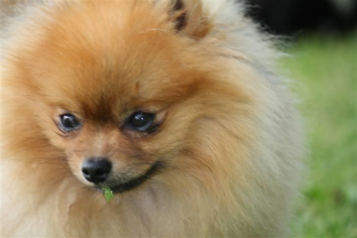 Pomeranian Ringklokken Fisen - hvor lækker er han lige billede 1