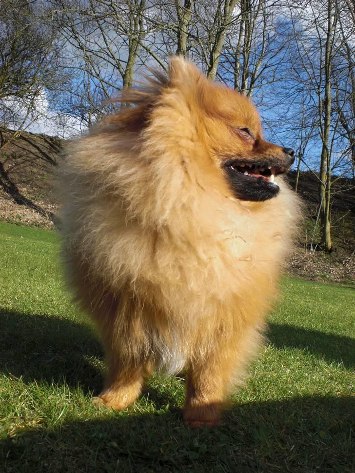 Pomeranian Ringklokken Fisen - lille bitte mig billede 4