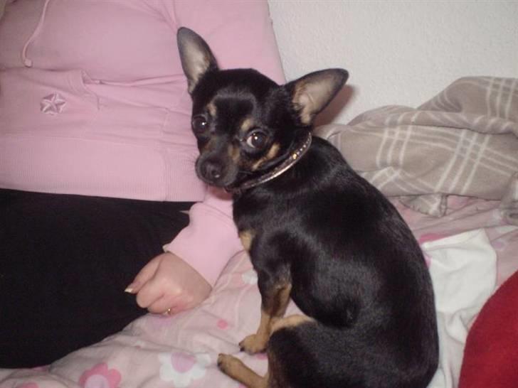 Chihuahua Bisse billede 8