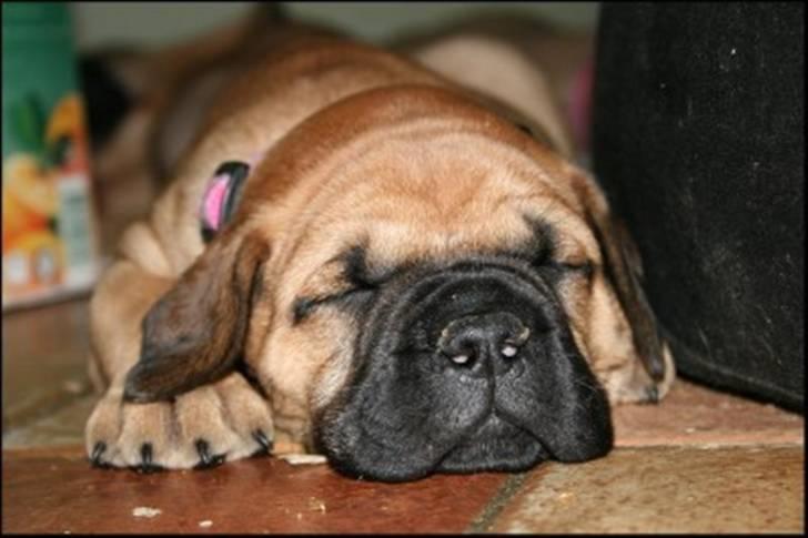 Bullmastiff Karla billede 5