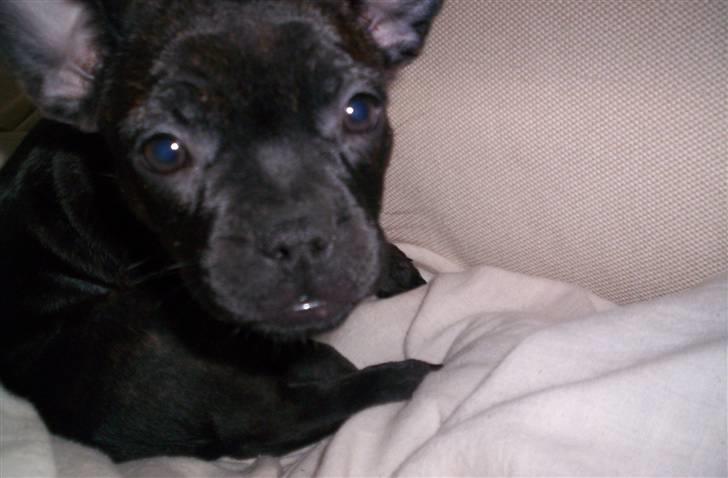 Blanding af racer Nala - Nala da hun var en lille hvalp billede 11