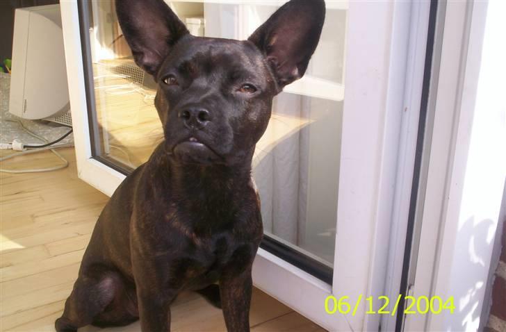 Blanding af racer Nala - Nala i solen billede 13