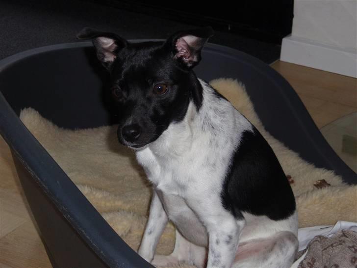 Dansk svensk gaardhund Badmans Kida billede 1