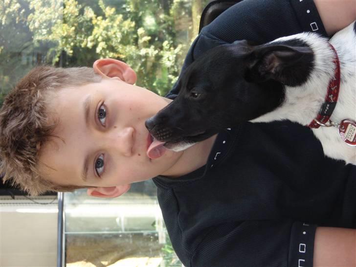 Dansk svensk gaardhund Badmans Kida - kys billede 2