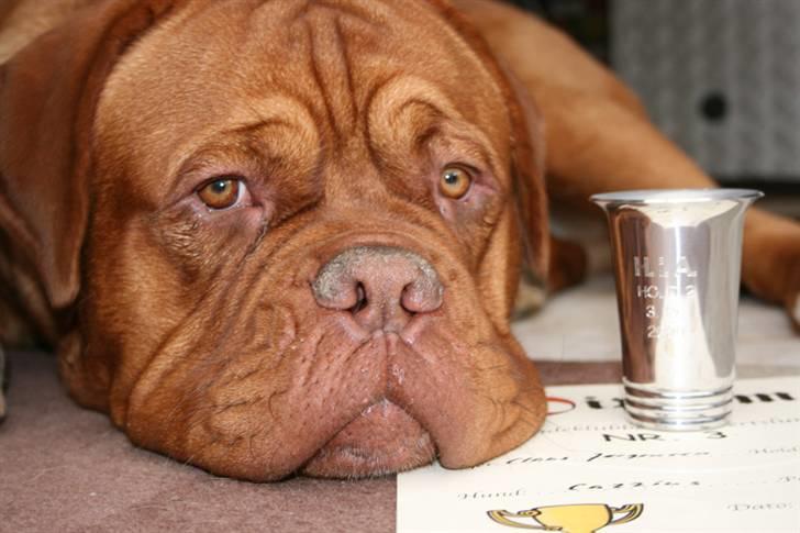 Dogue de bordeaux Zokana's Cazzzius billede 17