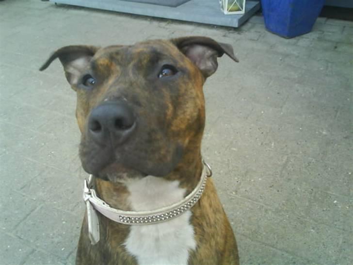 Amerikansk staffordshire terrier Mischa billede 7