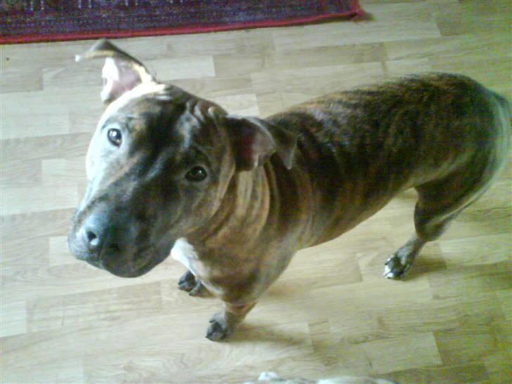 Amerikansk staffordshire terrier Mischa billede 8