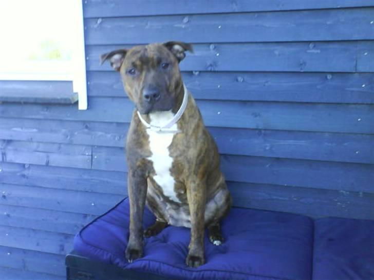 Amerikansk staffordshire terrier Mischa billede 9