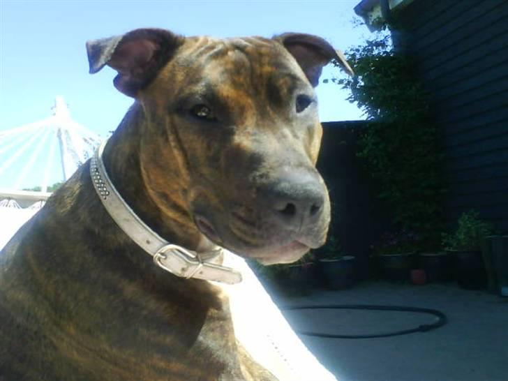 Amerikansk staffordshire terrier Mischa billede 10