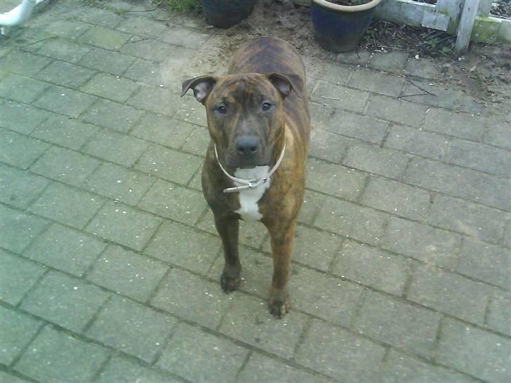 Amerikansk staffordshire terrier Mischa billede 11