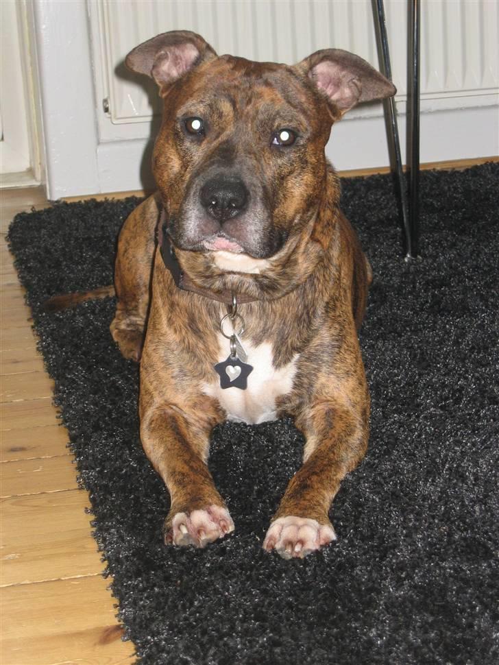 Amerikansk staffordshire terrier Cody HimmelHund billede 16