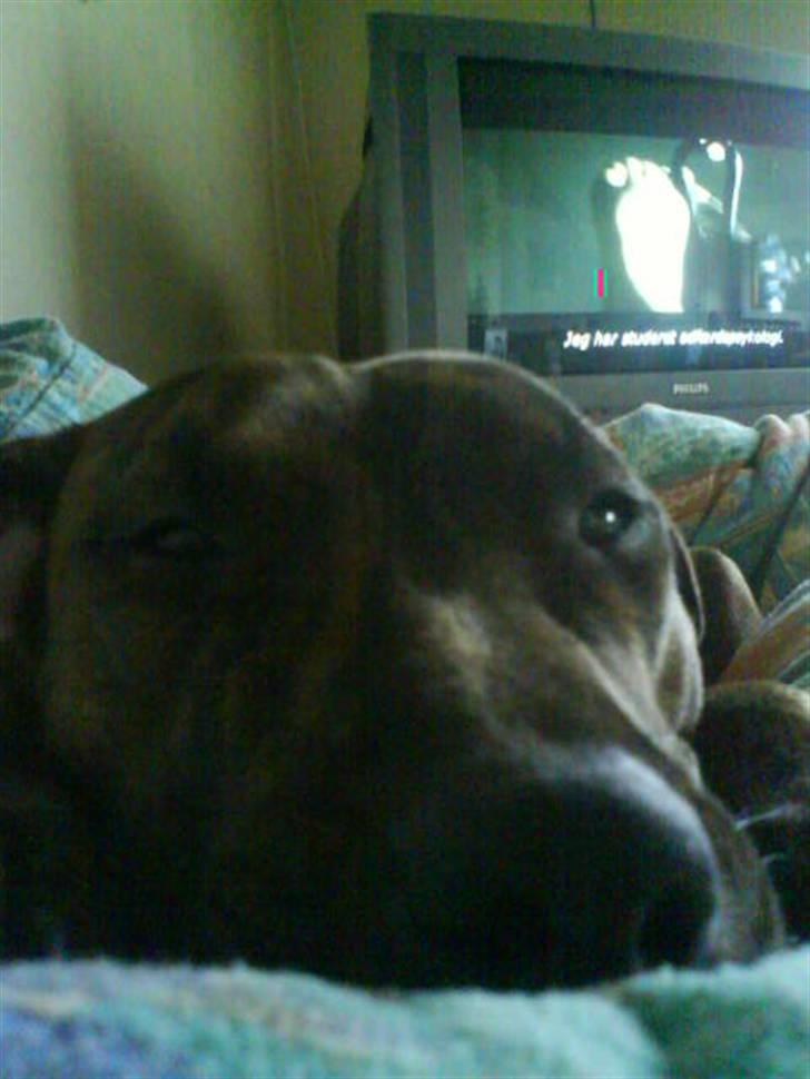 Amerikansk staffordshire terrier Mischa billede 12