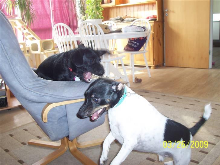 Dansk svensk gaardhund Nico (von diddo) - Hjææælp moar - hun æder mig ..........  billede 16